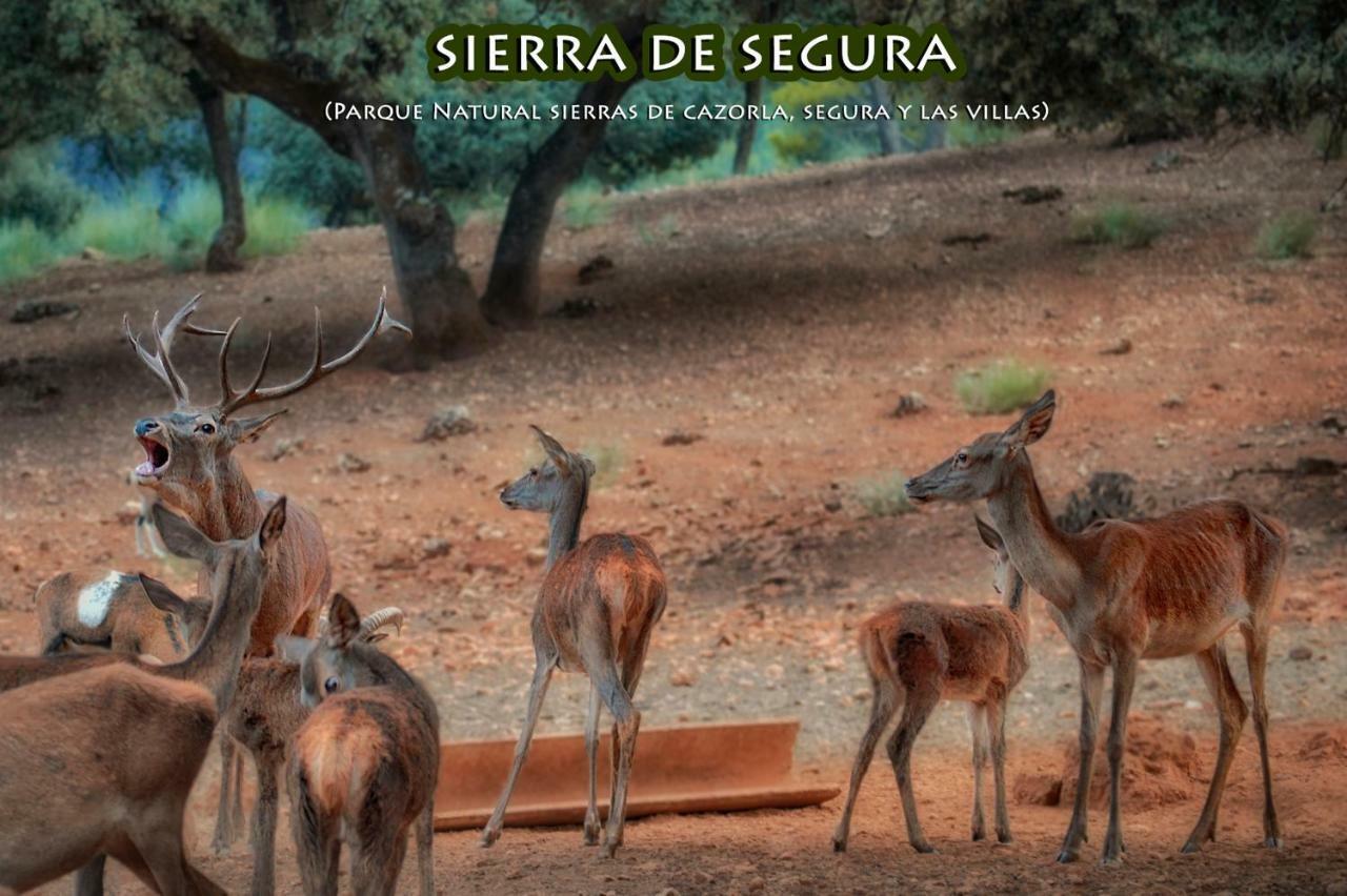 La Puerta de Segura La Vieja Parra 게스트하우스 외부 사진